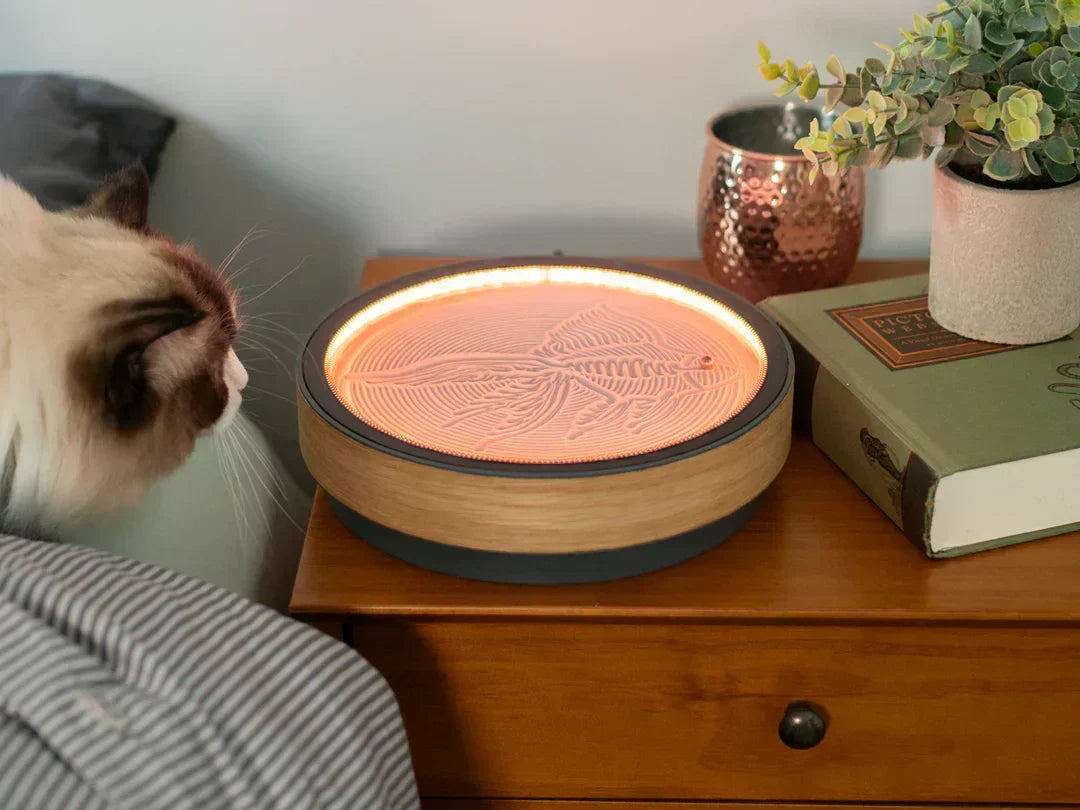 Oasis Mini: Leinwand für kinetische Kunst